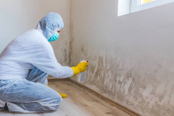 Licensed Mold Inspection service in Horsham, PA - WQB Mold Removal